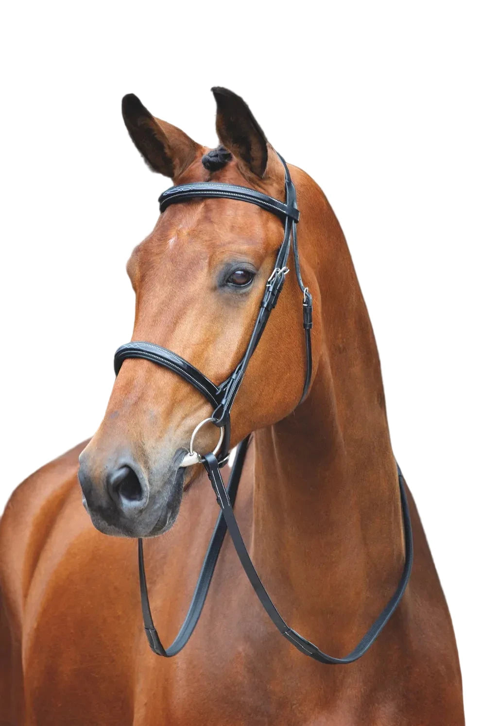 Salisbury Fairford Bridle