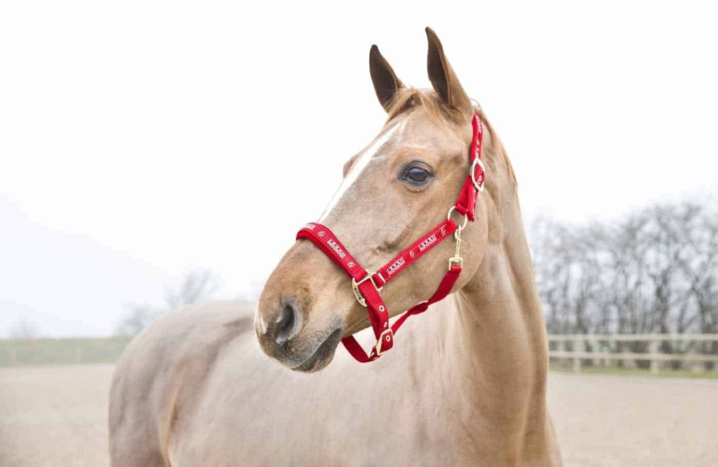 Horze Hamptons Halter