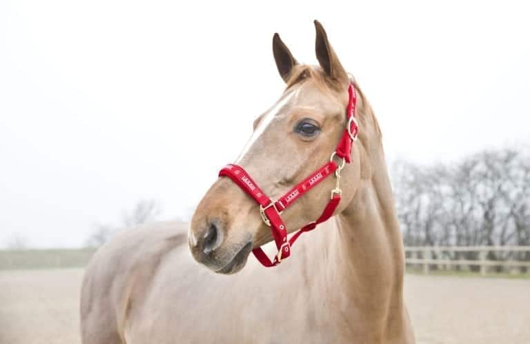 Horze Hamptons Halter